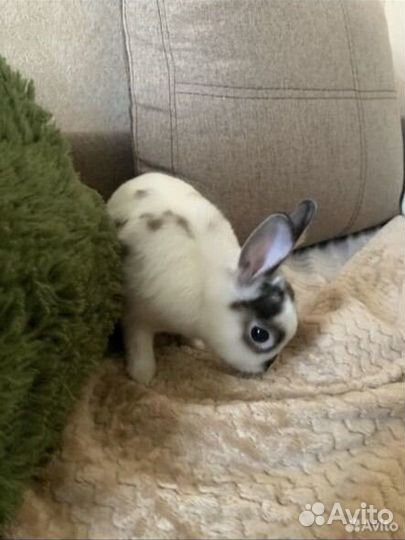 Декоративный кролик