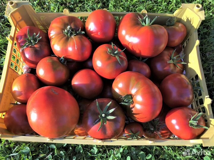 Семена томатов из проекта 