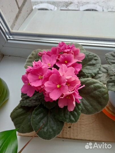 Комнатные растения цветы