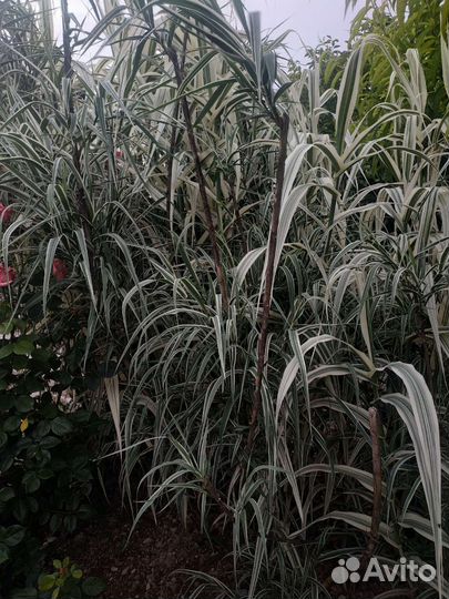 Чудесное растение