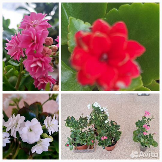 Каланхоэ цветущий, денежное,декабрист 3 вида