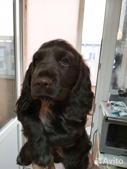 Собаки щенки