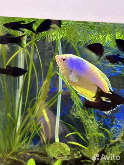 Моллинезия черная