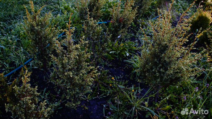 Можжевельник суецика