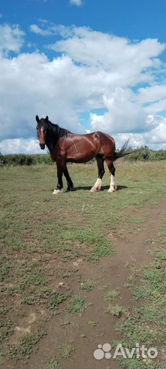 Владимирский тяжеловоз
