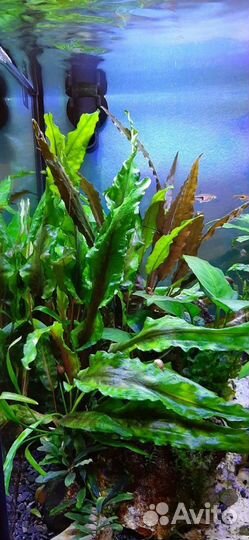 Аквариумные рыбки и растения