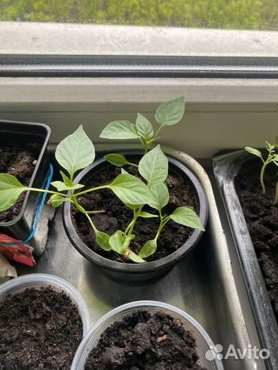 Рассада помидор и перцев