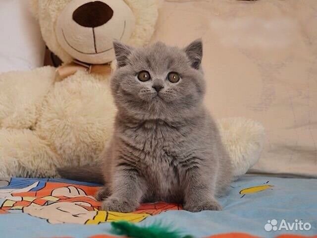 Британские котята