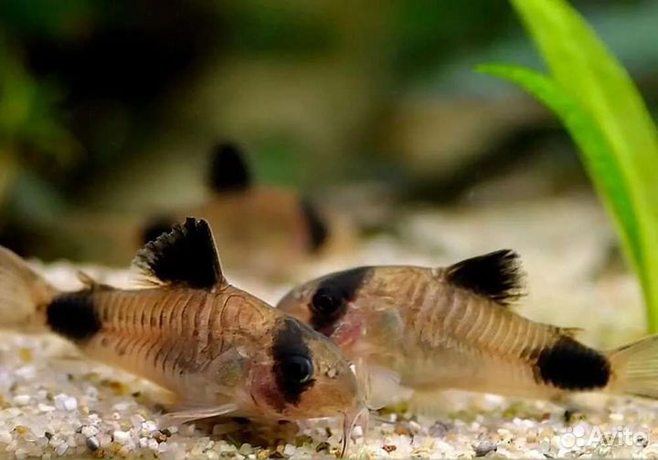 Аквариумные рыбки и растения