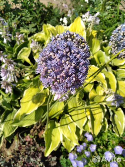 Растения, многолетники