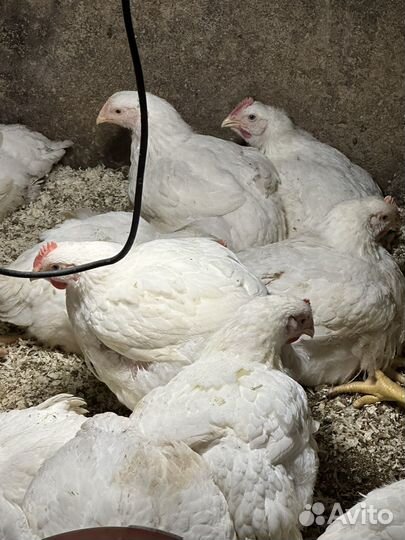 Мясо домашнего бройлера