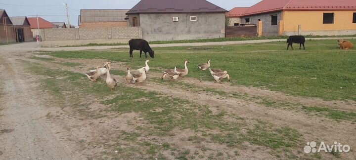 Гуси Кубанские