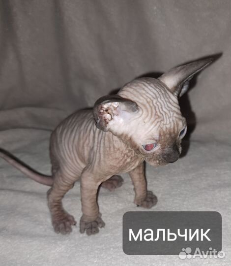 Канадский сфинкс котенок