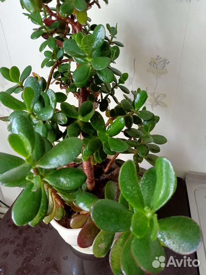 Денежное дерево