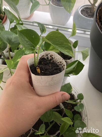 Сциндапсус золотистый (Эпипремнум)