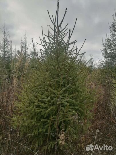 Ель новогодняя живая