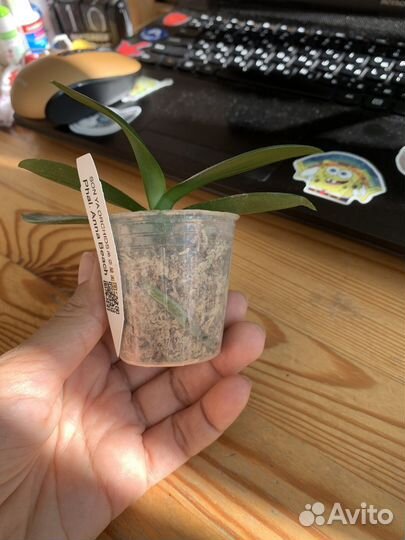 Орхидея бабочка son Ya anna beach