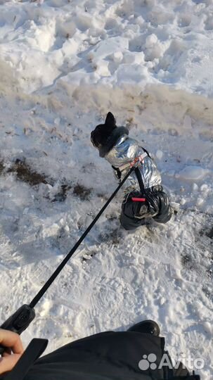 Комбинезон для собаки