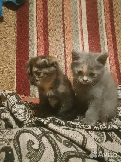 Кошки в добрые руки