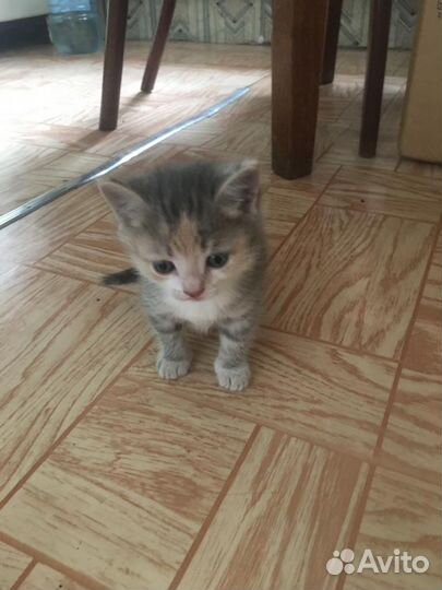 Бесплатный котенок