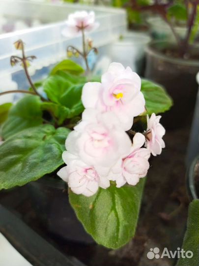 Фиалка ампельная сортовая. Робс ванилла трейл