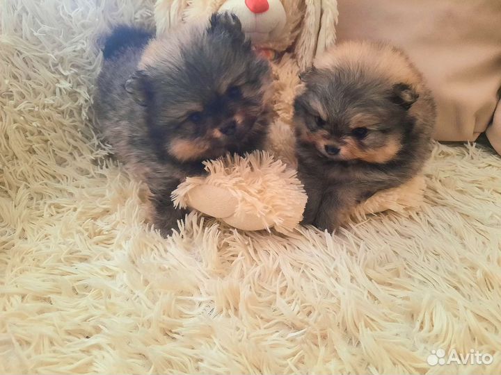 Щенки шпица