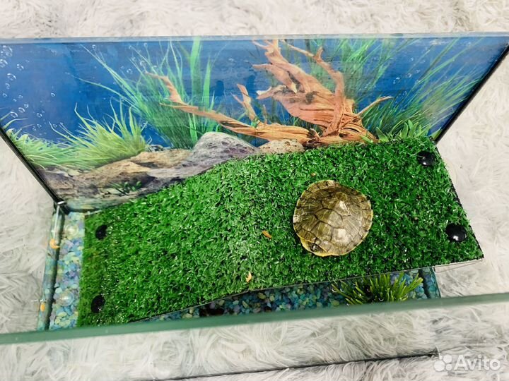Черепаха с аквариумом