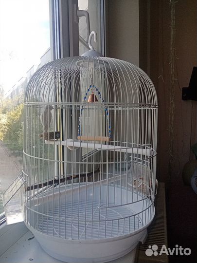 Попугай волнистый