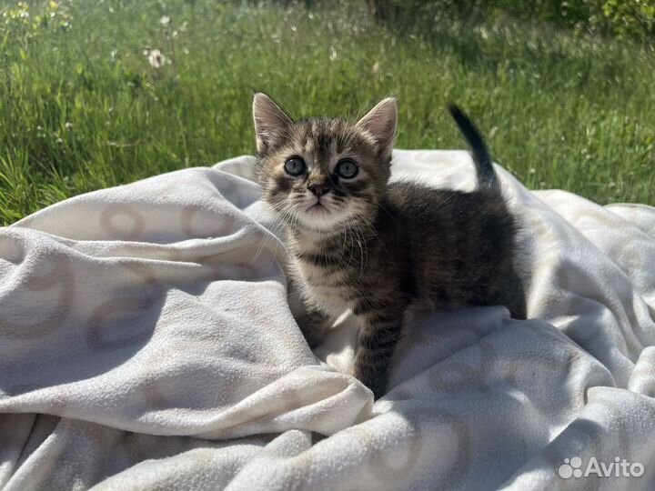 Котята