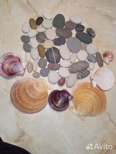 Морские камушки и ракушки