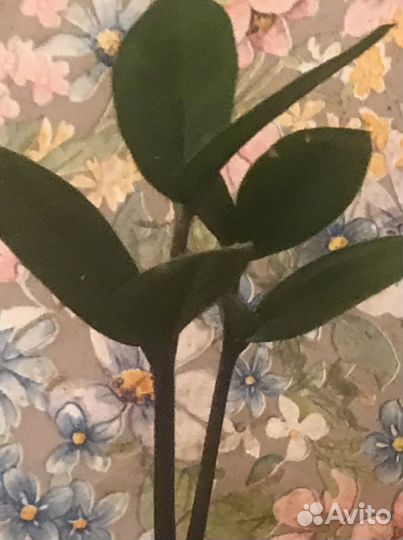 Каланхоэ лечебное Золотой ус Замиокулькас