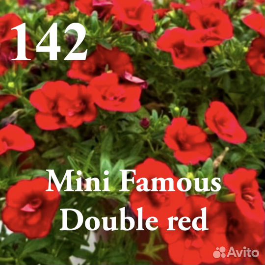 Калибрахоа вегетативная