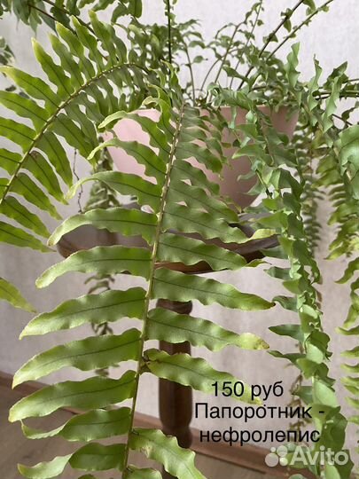 Комнатные цветы