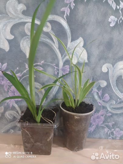 Хлорофитум