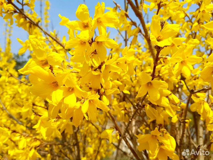 Форзиция саженцы