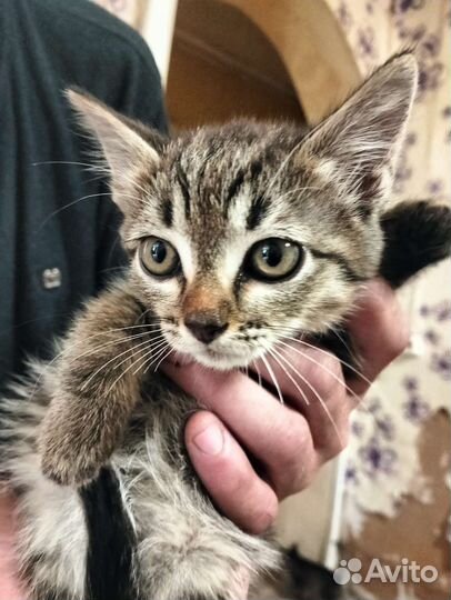 Американский кёрл