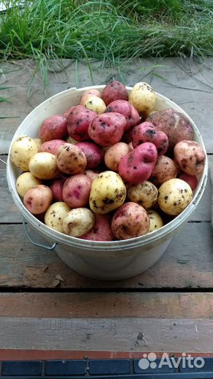 Картофель мытый средний и мелкий