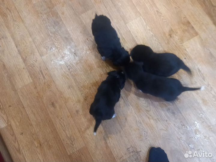 Щенки лабрадора