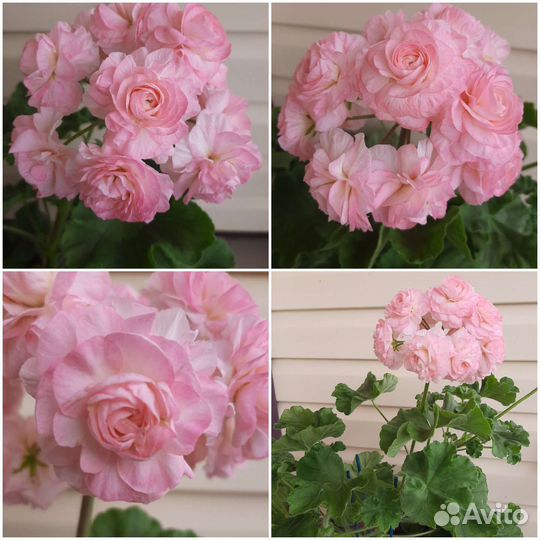 Герань пеларгония