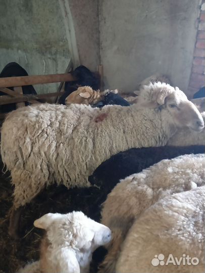 Пламенные бараны