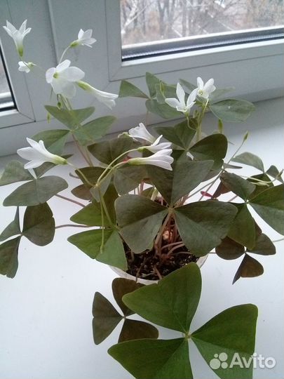 Кислица оксалис