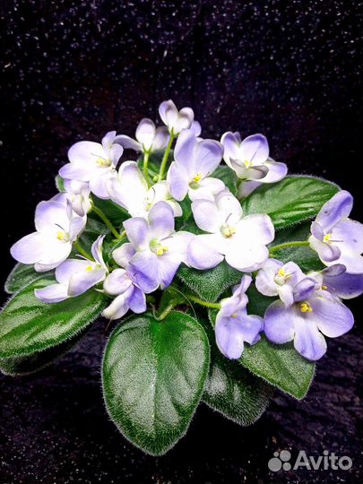 Сортовые фиалки