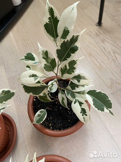 Фикус бенджамина