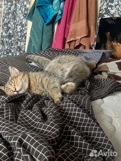 Кошка