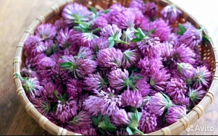 Клевер красный