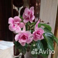 Минисинингии -семена