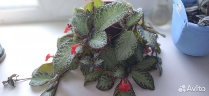 Комнатные цветы