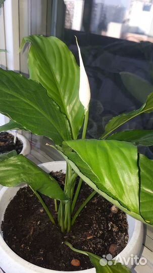 Спатифиллум