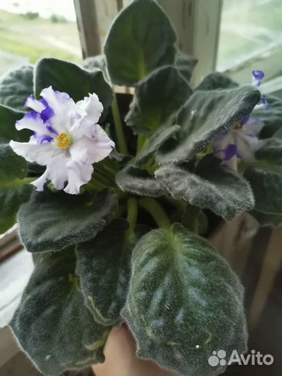 Фиалка цветущая