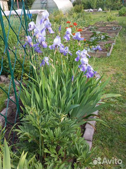 Ирис